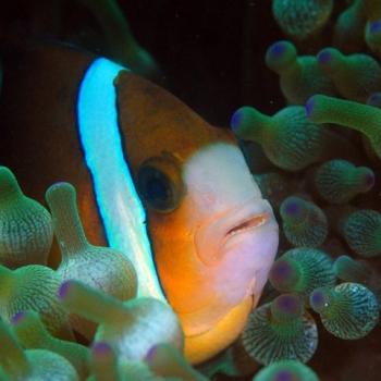 clownfish