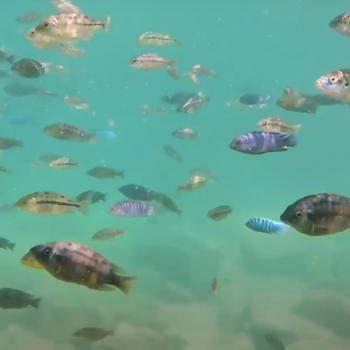 cichlid fish
