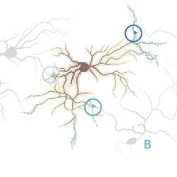 neuron map